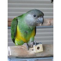 Сенегалски папагал